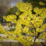 ヒメ日記 2026/01/06 09:58 投稿 めぐみ Grace東京