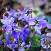 ヒメ日記 2026/01/08 07:27 投稿 めぐみ Grace東京