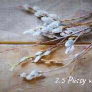 めぐみ 2.5 Grace東京