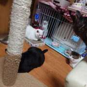 ヒメ日記 2026/01/29 23:37 投稿 るるな One More奥様　蒲田店