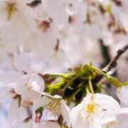 ヒメ日記 2026/04/08 10:05 投稿 みつき 妊婦母乳風俗専門店ミルクランド