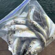 ヒメ日記 2025/10/11 19:31 投稿 可奈　かな 本庄人妻城