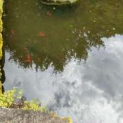 みる お腹が大変で今日お休みします💦💦 夜這い本舗