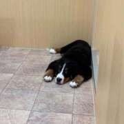 ヒメ日記 2025/11/06 18:33 投稿 カナ Club Hearts