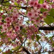 ヒメ日記 2026/04/03 10:02 投稿 カナ Club Hearts