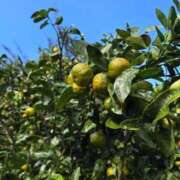 ヒメ日記 2025/12/15 10:18 投稿 さくら 川越おかあさん