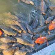 ヒメ日記 2025/12/19 09:58 投稿 さくら 川越おかあさん