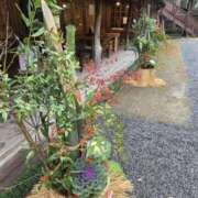 さくら メリークリスマス🎅 大宮おかあさん