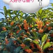 ヒメ日記 2025/11/14 17:03 投稿 小清水 あや 人妻セレブ宮殿