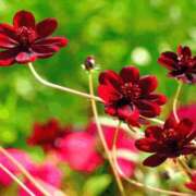 ヒメ日記 2025/11/06 13:06 投稿 ななこ奥様 人妻倶楽部　日本橋店