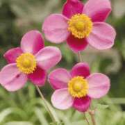 ヒメ日記 2025/11/10 13:26 投稿 ななこ奥様 人妻倶楽部　日本橋店