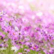 ヒメ日記 2025/11/18 13:26 投稿 ななこ奥様 人妻倶楽部　日本橋店