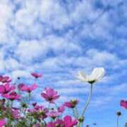 ヒメ日記 2025/11/19 11:16 投稿 ななこ奥様 人妻倶楽部　日本橋店