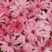 ヒメ日記 2026/02/07 11:56 投稿 ななこ奥様 人妻倶楽部　日本橋店