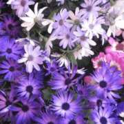 ヒメ日記 2026/02/10 13:56 投稿 ななこ奥様 人妻倶楽部　日本橋店