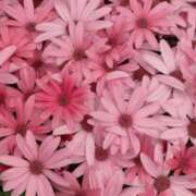 ヒメ日記 2026/02/18 11:06 投稿 ななこ奥様 人妻倶楽部　日本橋店