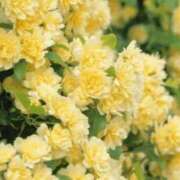 ななこ奥様 こんにちは☀ 人妻倶楽部　日本橋店