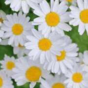 ヒメ日記 2026/03/19 11:16 投稿 ななこ奥様 人妻倶楽部　日本橋店