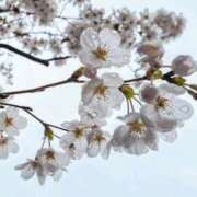 ヒメ日記 2026/04/07 13:26 投稿 ななこ奥様 人妻倶楽部　日本橋店