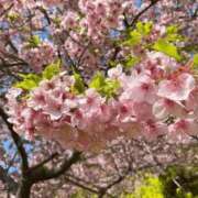 ヒメ日記 2026/04/11 09:26 投稿 ななこ奥様 人妻倶楽部　日本橋店