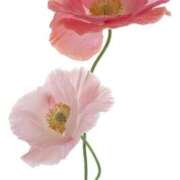 ヒメ日記 2026/07/12 12:56 投稿 けいこ 熟女総本店 日本橋ミナミエリア店