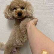 ヒメ日記 2025/11/19 23:16 投稿 ゆうこ ハピネス東京 吉原店