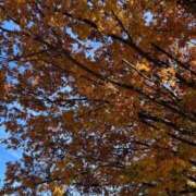 ヒメ日記 2025/12/10 17:04 投稿 あめ いざ候 別館