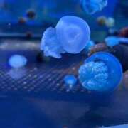 ヒメ日記 2026/03/10 04:24 投稿 あめ いざ候 別館