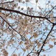 ヒメ日記 2026/03/30 12:04 投稿 あめ いざ候 別館