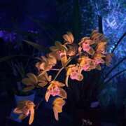 ヒメ日記 2026/04/01 00:44 投稿 あめ いざ候 別館