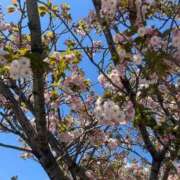 ヒメ日記 2026/04/08 16:11 投稿 あめ いざ候 別館