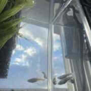 ヒメ日記 2025/12/16 14:25 投稿 しずか 中洲秘密倶楽部