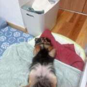 ほのか おやすみごめんね 東京巨乳デリヘル おっぱいマート