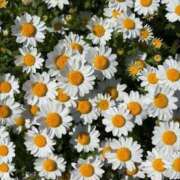 うつみ お礼🎶 SCREEN(スクリーン)