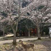 ヒメ日記 2026/04/02 19:54 投稿 キセキ バニーコレクション新潟店