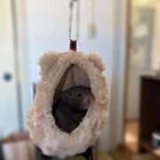 ヒメ日記 2025/11/11 12:59 投稿 すず ダイスキ