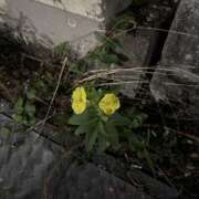 ヒメ日記 2026/10/06 20:17 投稿 ゆあん ビギナーズ神戸