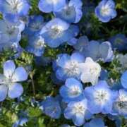 心春(こはる) 花への愛を語る。 グランドオペラ横浜