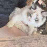 ヒメ日記 2025/12/23 18:30 投稿 ホタルちゃんに拒否権なし‼️ GOOD-グッド-