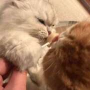 ヒメ日記 2026/03/28 05:37 投稿 ホタルちゃんに拒否権なし‼️ GOOD-グッド-