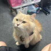 ヒメ日記 2026/06/12 21:38 投稿 トール Cawaiiハイ！スクールリターンズ