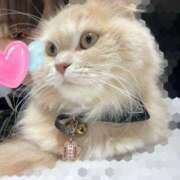 ヒメ日記 2026/03/23 01:08 投稿 牙狼 Cawaiiハイ！スクールリターンズ