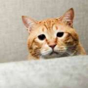 ヒメ日記 2026/01/22 08:58 投稿 みか 風鈴（ふうりん）