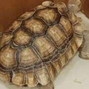 ヒメ日記 2025/12/28 10:39 投稿 ゆいな 完熟ばなな 立川