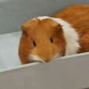 ゆいな Many thanks 完熟ばなな 立川