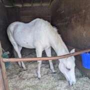 ヒメ日記 2026/04/06 20:17 投稿 ゆいな 完熟ばなな 立川