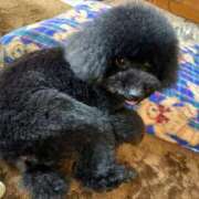 ヒメ日記 2026/04/12 12:31 投稿 コトミ RING