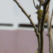 ヒメ日記 2025/11/30 15:18 投稿 いちか ノーブラで誘惑する奥さん谷九・日本橋