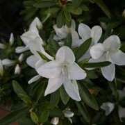 ヒメ日記 2025/10/17 09:34 投稿 しずくさん いけない奥さん 梅田店