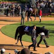 ヒメ日記 2025/11/16 18:11 投稿 みおん 横浜シンデレラ（シンデレラグループ）